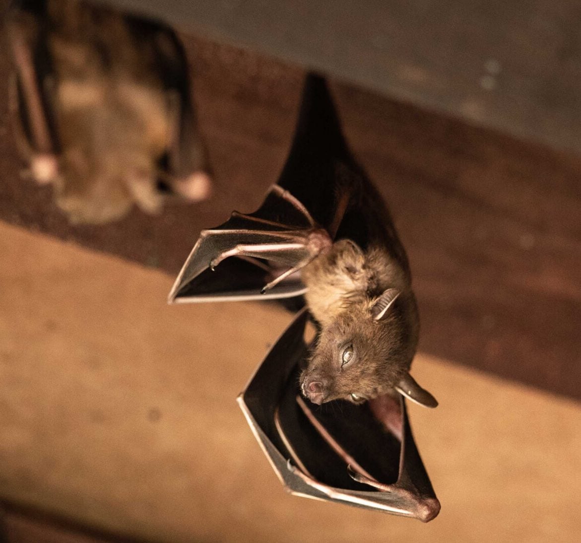 Wildlife-Bats in Eugene